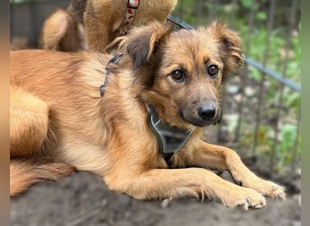 Hazel sucht liebevolle Familie..