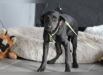 Shadow wünscht sich endlich ein zu Hause ....