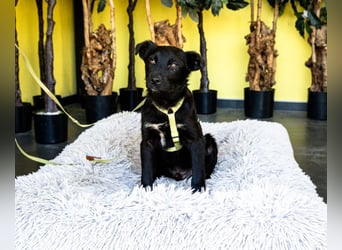 Pepper sucht sein für immer zu Hause....