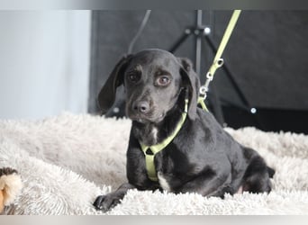 Shadow wünscht sich endlich ein zu Hause ....