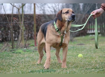 Jango sucht sein Für-Immer-Zuhause!