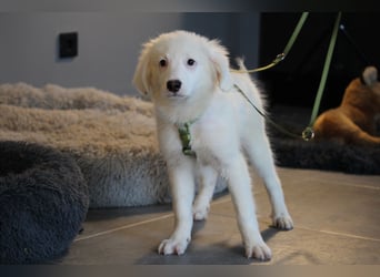 Teddybär Almino sucht Dich...