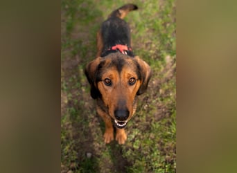 Cara unser Seelenhund...