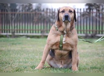 Jango sucht sein Für-Immer-Zuhause!