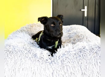 Pepper sucht sein für immer zu Hause....