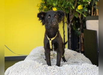 Vaylo sucht sein für immer zu Hause...