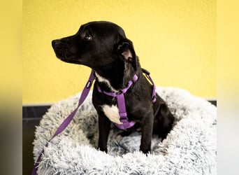 Sweety möchte ihr Herz verschenken....