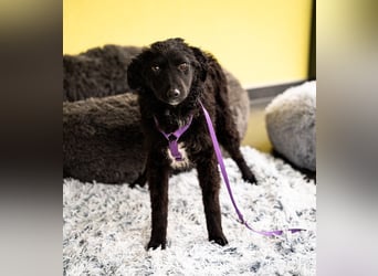 Wer schenkt Jolina ein für immer Zuhause