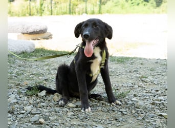Mylo sucht sein zu Hause