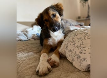 Lucky möchte sein Herz verschenken...