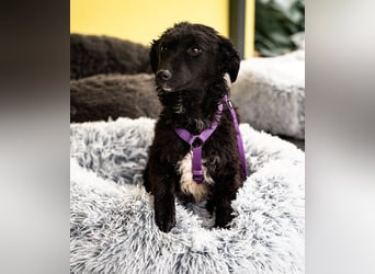 Wer schenkt Jolina ein für immer Zuhause