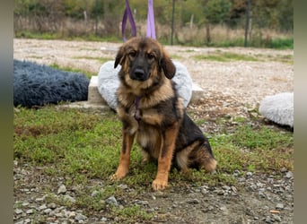 Embra sucht liebevolle Familie...