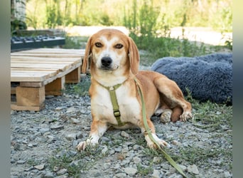Storm sucht eine liebevolle Familie...