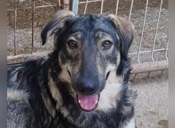 Mili-HSH-Rüde: braucht Liebe & Vertrauen