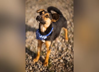 Loki ❤️ verspielter + neugieriger Hundebub