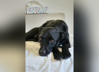 LEMMY❤️in 21075 Hamburg: ein harmonischer, treuer Begleiter sucht sein Happy End