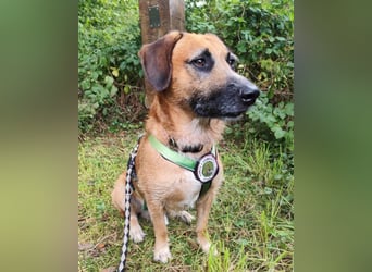 Besuche Taro in 24885 Sieverstedt