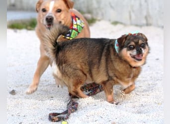 Kika & Max ❤️ gemeinsames Zuhause gesucht