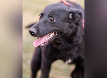 CHUNA❤️freundliche, neugierige & absolut liebenswerte Schmusepfote