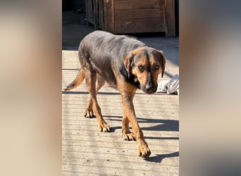 Wundervolle Aylini sucht eine Familie
