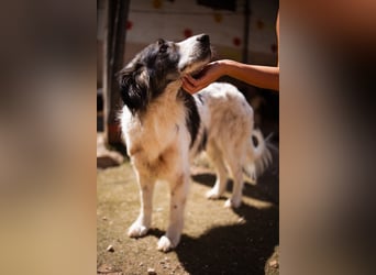 ♥Milla♥ liebe, ruhige Hündin auch kinder- und katzenfreundlich