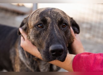 Ludwig ❤️ unser lieber, verschmuster Jungrüde!