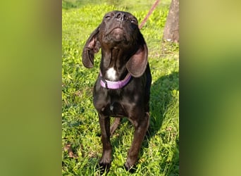 Luna ❤️ fröhliches, aktives Hundemädchen