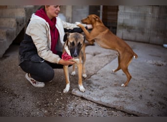 Liebste Lisa - die pure Lebensfreude auf 4 Pfoten