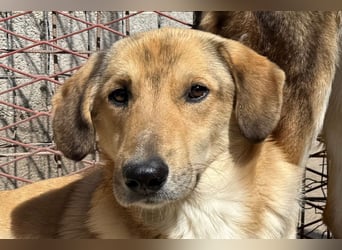 Klausi ❤️ sanft, sensibel + sucht Halt & Liebe