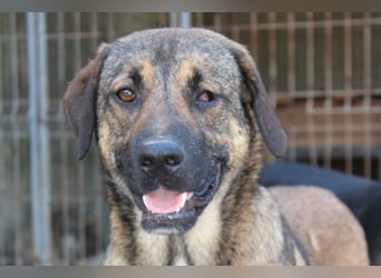 FEODOR❤️so lieber, verträglicher, noch schüchterner Hundejunge