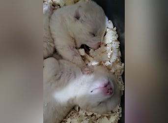 Engelchen ♥ Elfie ♥ zarte, lebensfrohe, neugierige Welpin