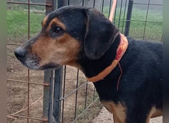 Jasco ❤️ neugierig, lebhaft & verspielt