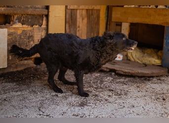 Nox ❤️ liebevoller Kämpfer auf 3-Beinen