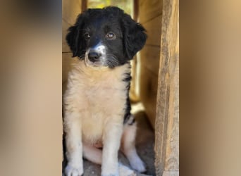 Süße Welpin ♥Suki♥ sucht ihre Menschen