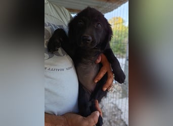 Knutschkugel GRACIE❤️zauberhaftes Fellschnute sucht ihr Zuhause fürs Leben
