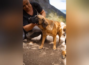 Bezaubernde Milli ❤️ so fröhliche + verschmuste Begleiterin!