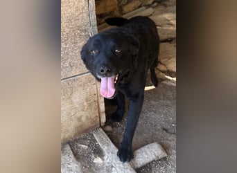 Bruce ❤️ Sanftmütig, loyal, verschmust!