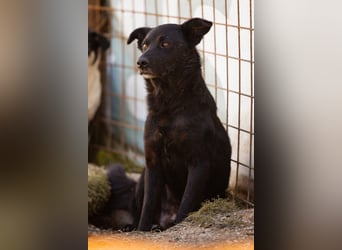 Black-Beau ♥ Sasha ♥ noch schüchtern - verständlich - aber herzlich