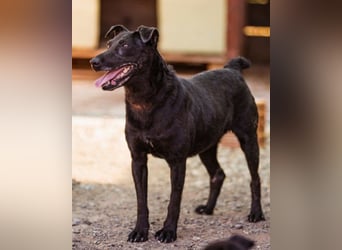 Hana - wundervolle, liebe Zuckerschnute mit einem kleinen Tick