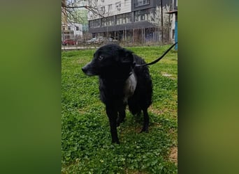 Nox ❤️ liebevoller Kämpfer auf 3-Beinen