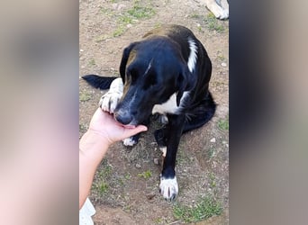 Liebster ♥ Yuri ♥ ein liebenswerter sozialer toller Rüde und Fellkumpel