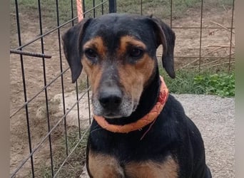 Jasco ❤️ neugierig, lebhaft & verspielt