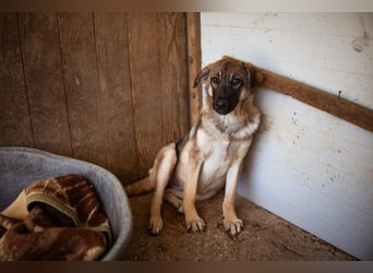 COCO❤️verspielt, sanft und voller Vertrauen: ein Herz für Groß und Klein!