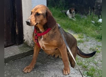 Reina in 01640 Coswig