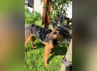 Katzenfreund Oskar - sanfter verschmuster Rüde