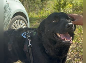 Bruce ❤️ Sanftmütig, loyal, verschmust!