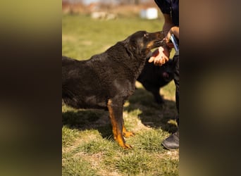 Aktiver Ares sucht seine aktiven Menschen