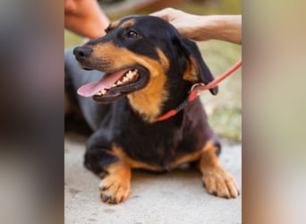 Lieber, aufgeschlossener Bliss ❤️ sucht sein neues Zuhause