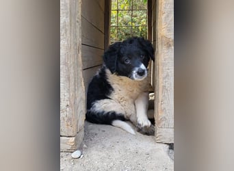 Süße Welpin ♥Suki♥ sucht ihre Menschen