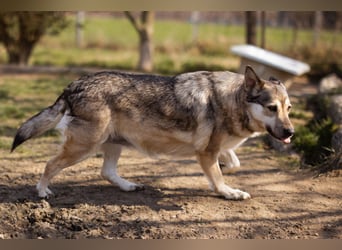 Schöne ♥Sibilla♥ sanft und freundlich